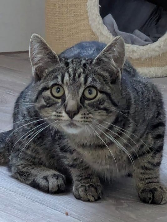 Alle unsere Katzen - Übersicht