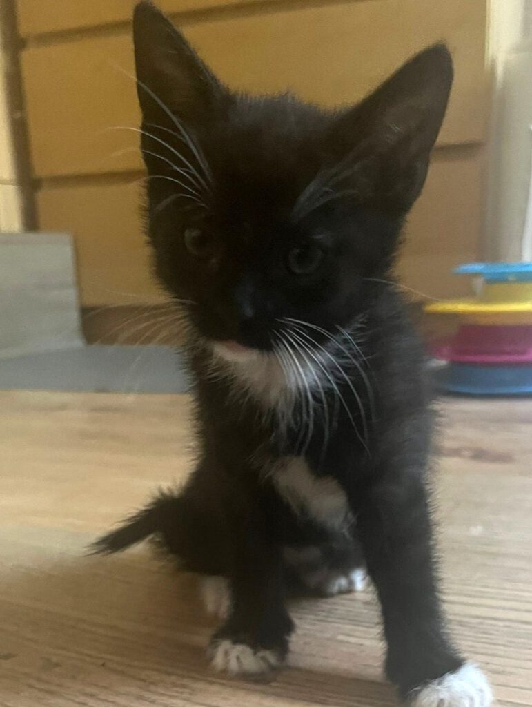 Alle unsere Katzen - Übersicht