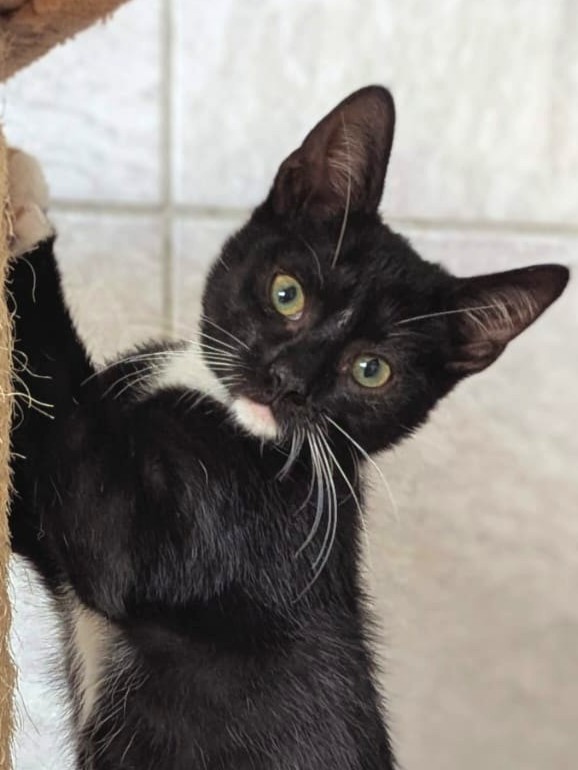 Alle unsere Katzen - Übersicht