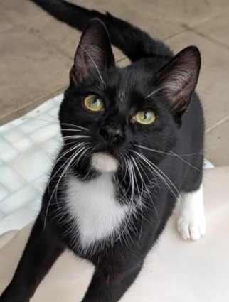 Alle unsere Katzen - Übersicht