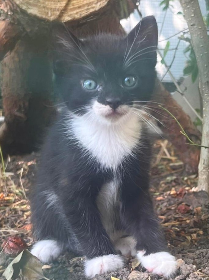 Alle unsere Katzen - Übersicht