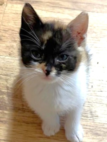 Alle unsere Katzen - Übersicht