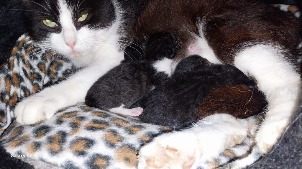 Lucy mit Lady Gaga, Littlefoot, Lilith & Luzifer