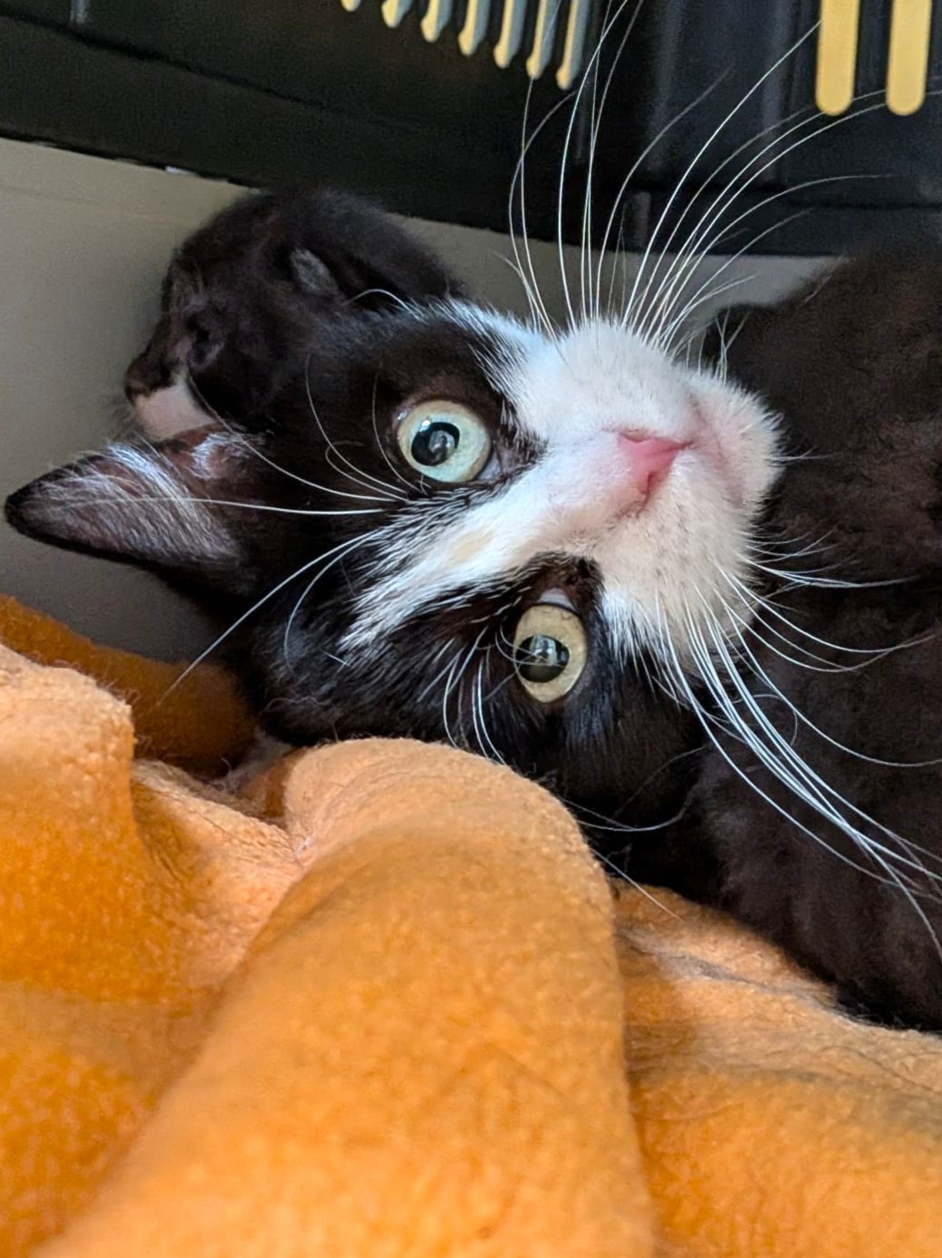 Alle unsere Katzen - Übersicht
