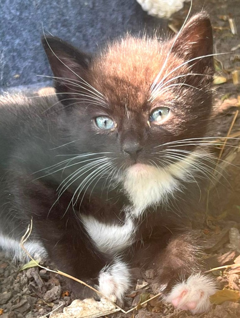 Alle unsere Katzen - Übersicht