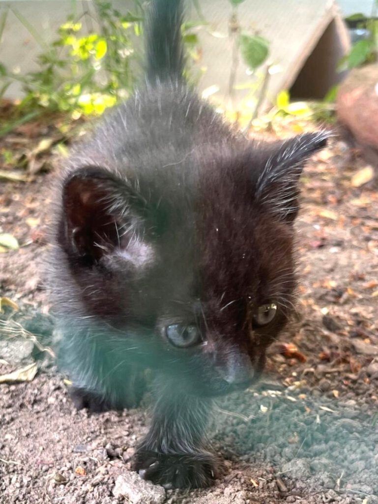 Alle unsere Katzen - Übersicht
