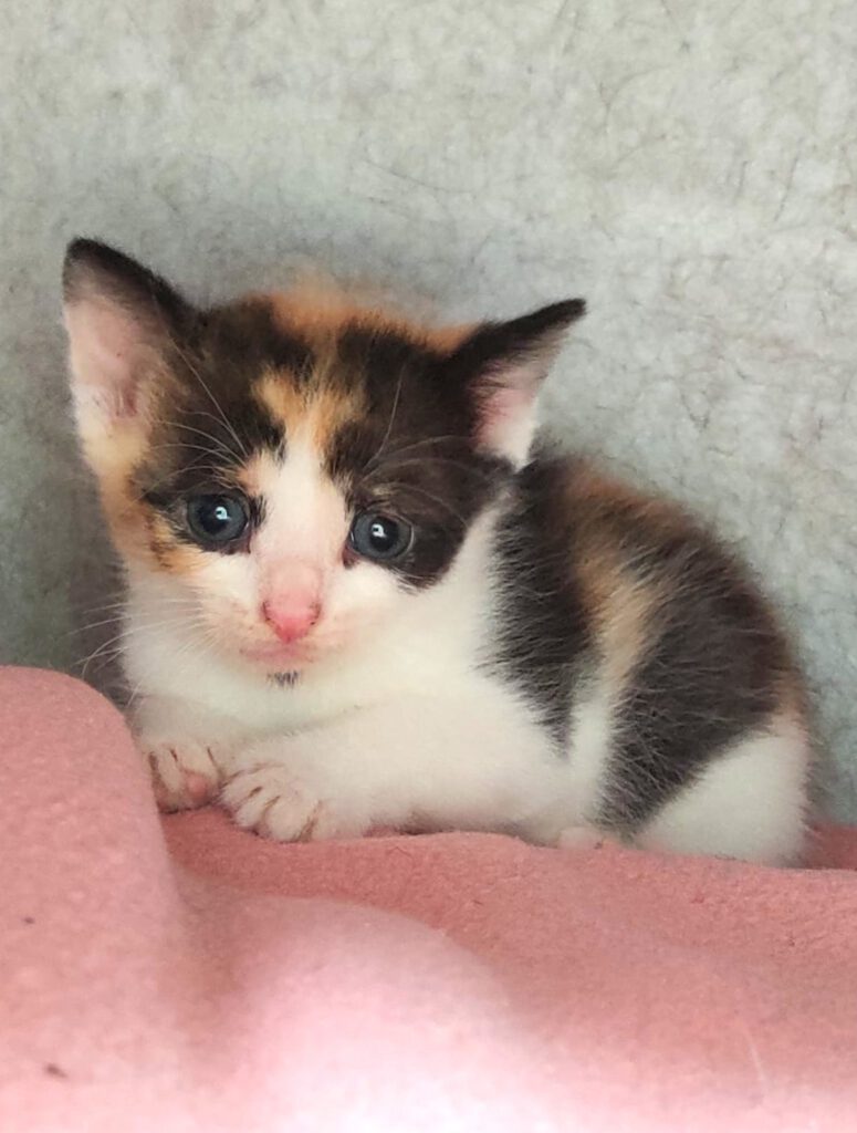 Alle unsere Katzen - Übersicht