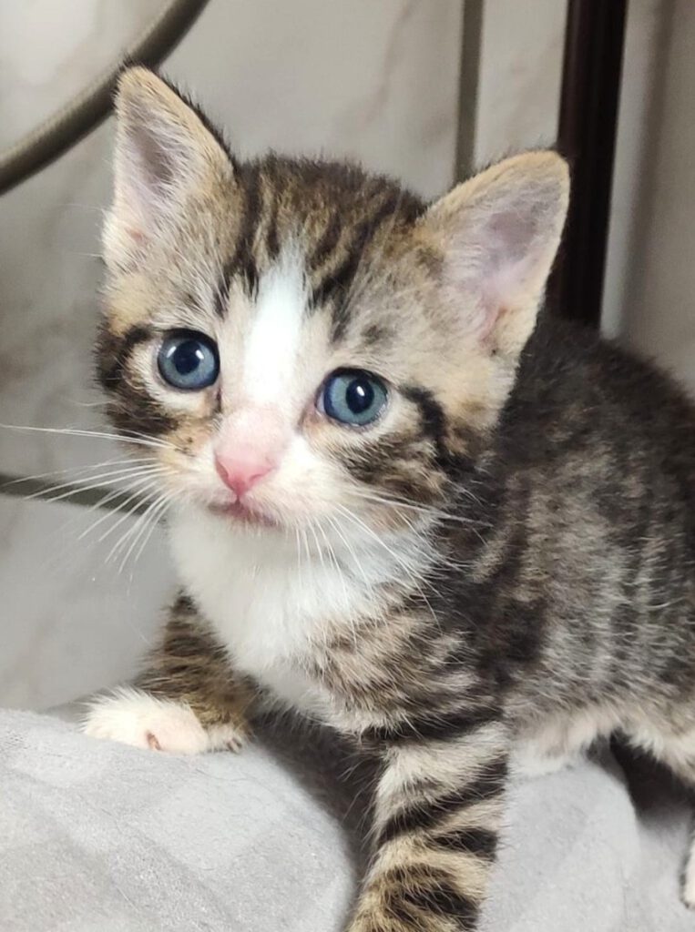 Alle unsere Katzen - Übersicht