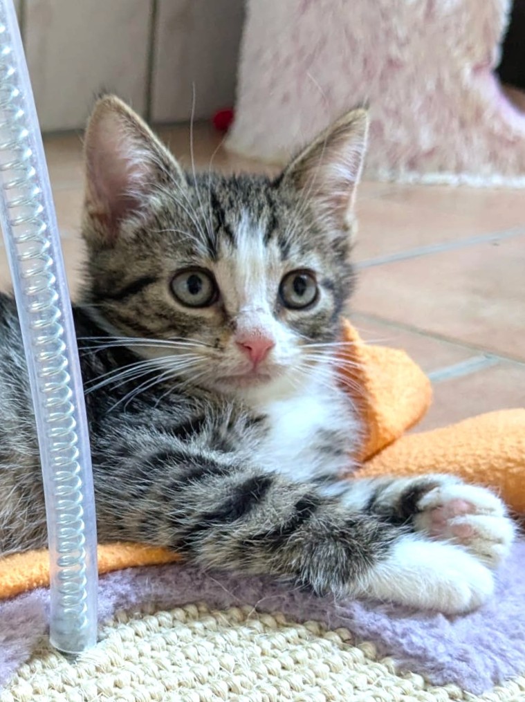 Alle unsere Katzen - Übersicht