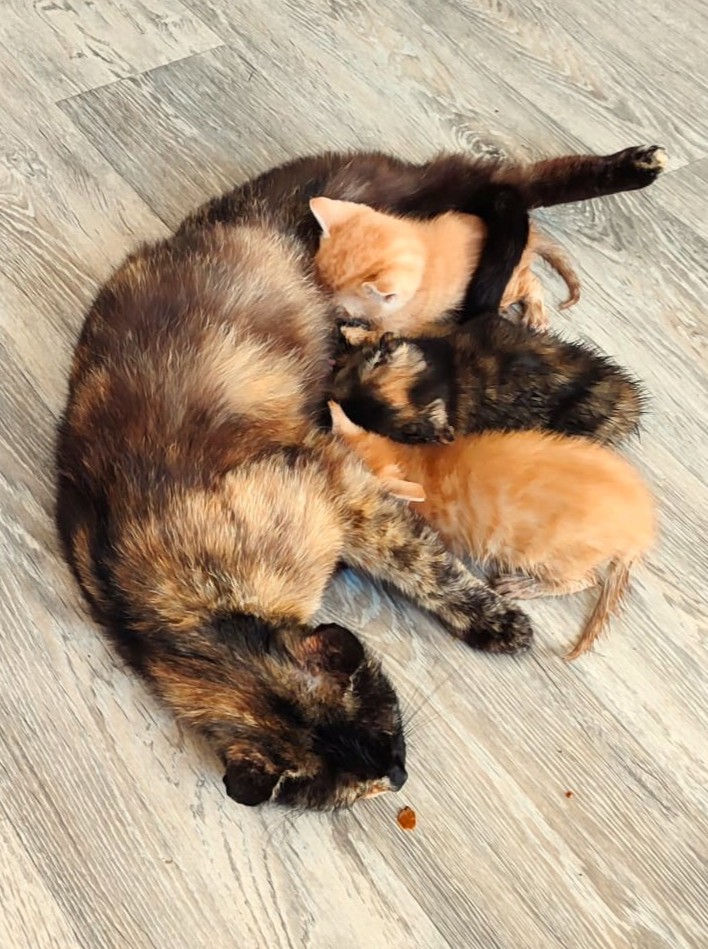 Papaya mit 4 Babies