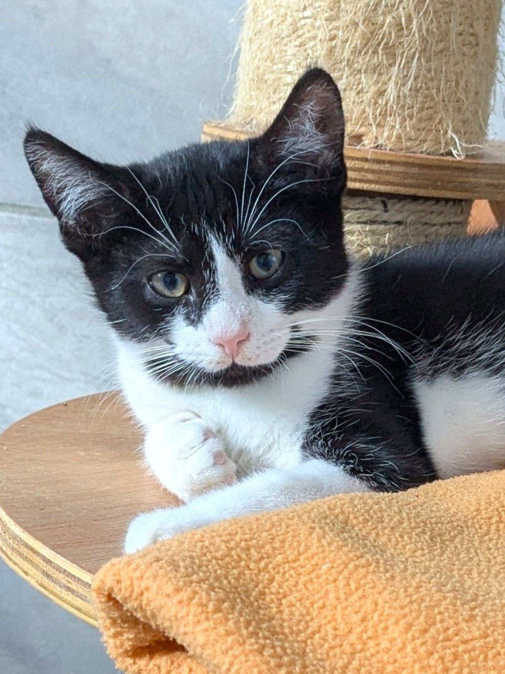 Alle unsere Katzen - Übersicht