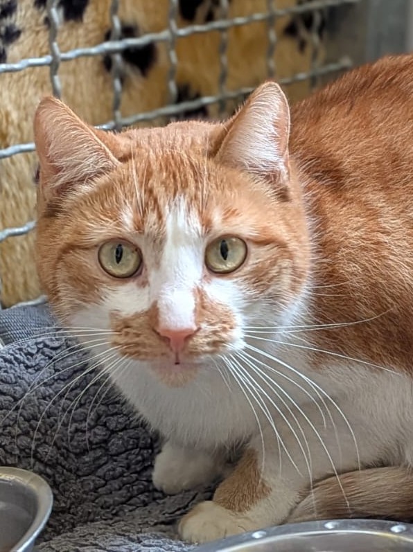 Alle unsere Katzen - Übersicht