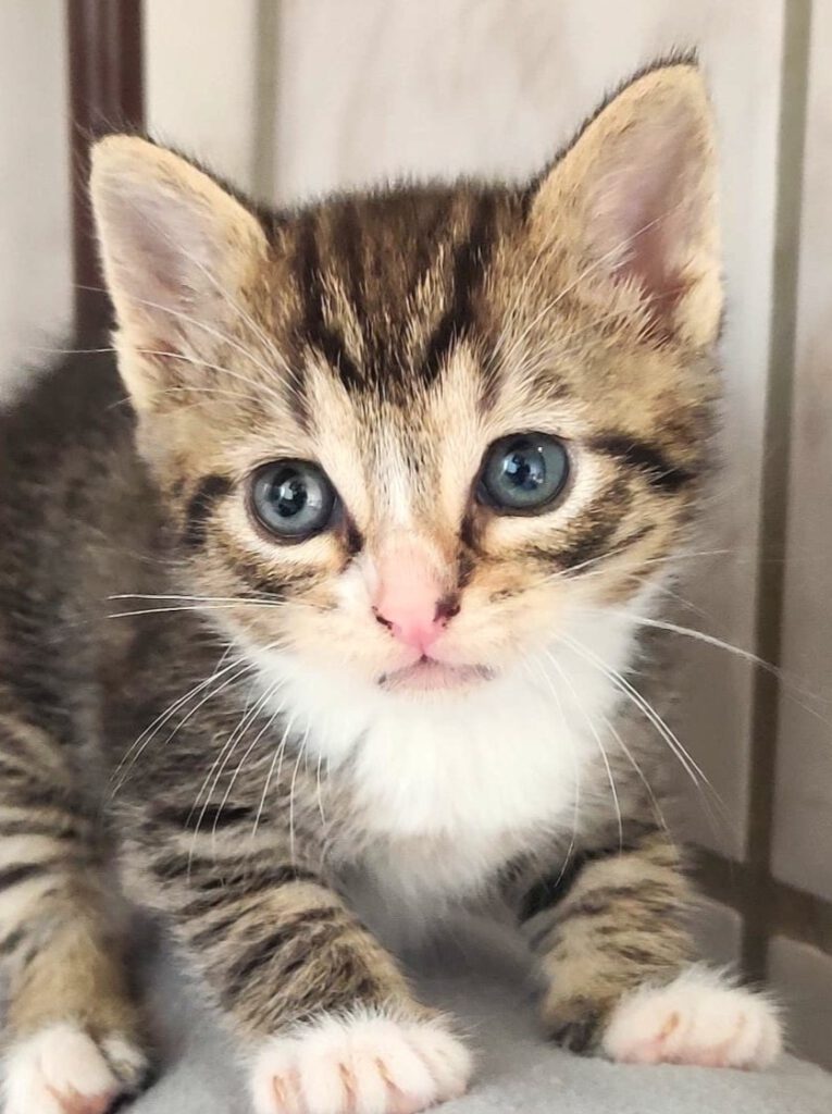 Alle unsere Katzen - Übersicht