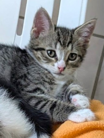 Alle unsere Katzen - Übersicht