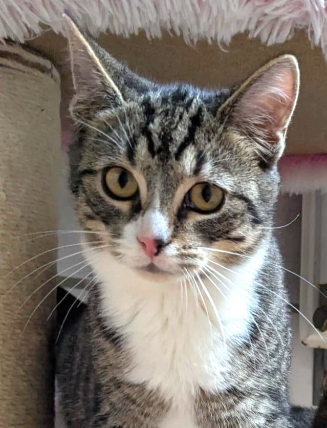 Alle unsere Katzen - Übersicht