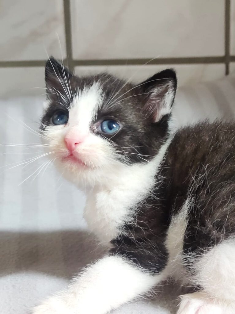 Alle unsere Katzen - Übersicht