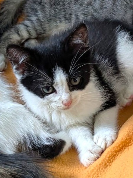 Alle unsere Katzen - Übersicht