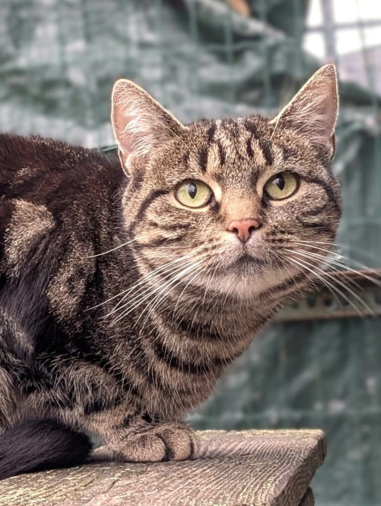 Alle unsere Katzen - Übersicht