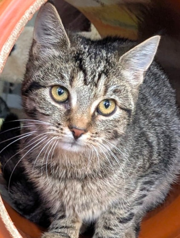 Alle unsere Katzen - Übersicht