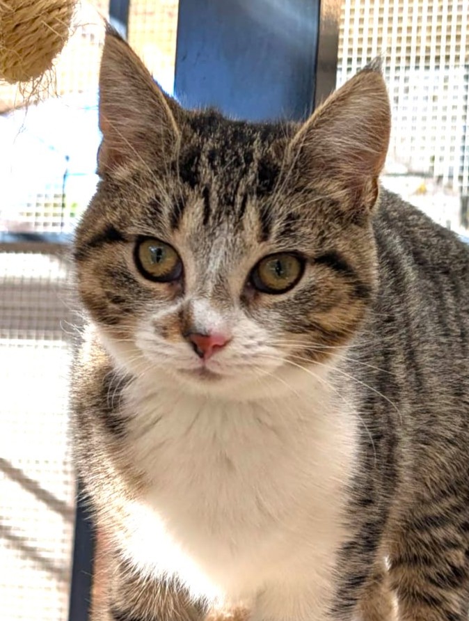 Alle unsere Katzen - Übersicht