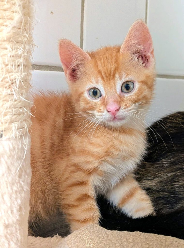 Alle unsere Katzen - Übersicht