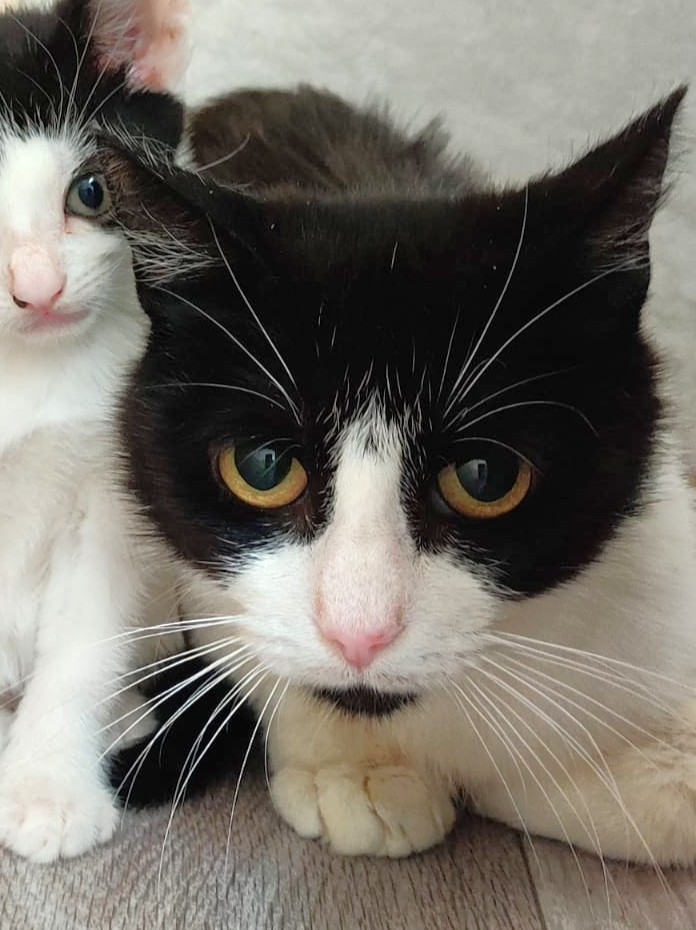 Alle unsere Katzen - Übersicht