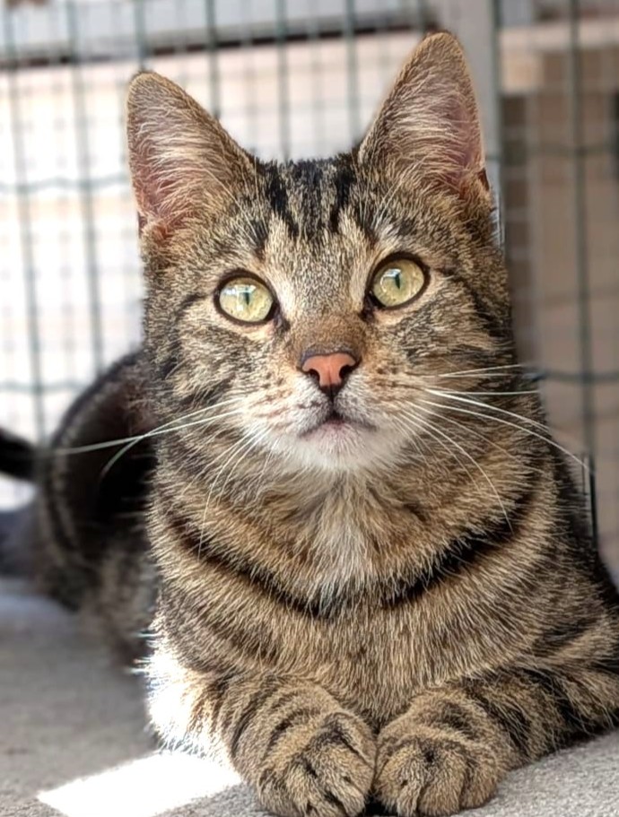 Alle unsere Katzen - Übersicht