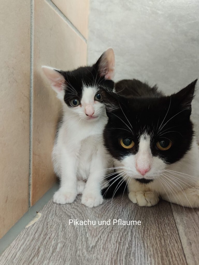 Pflaume (Freigängerin)