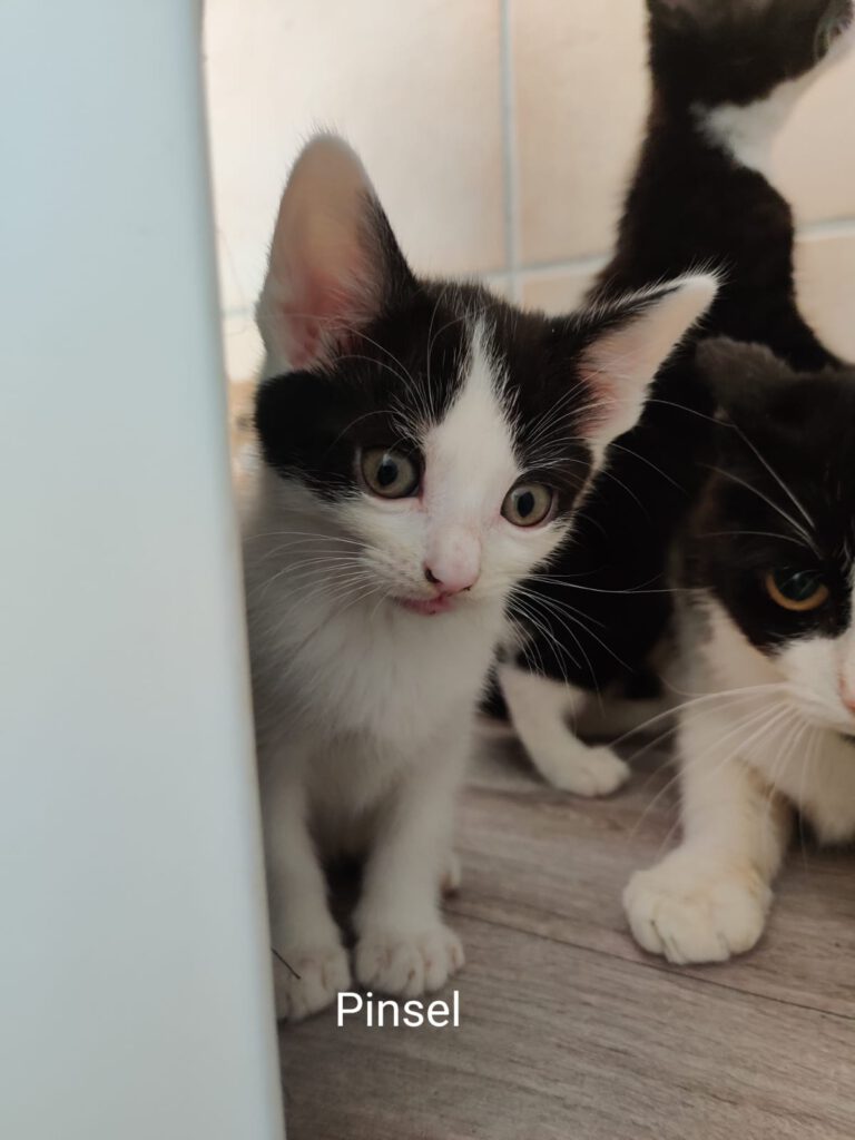 Pinsel & Primel