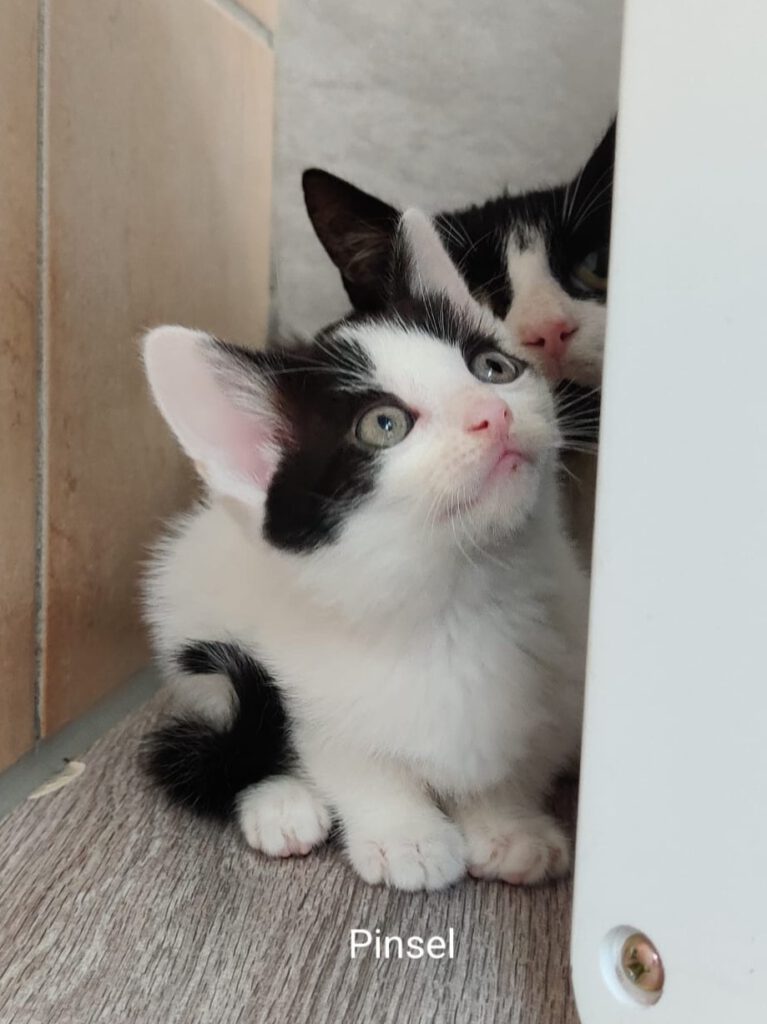 Pinsel & Primel
