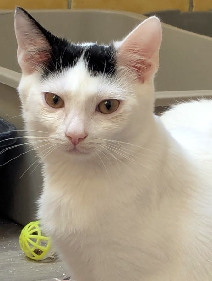 Alle unsere Katzen - Übersicht