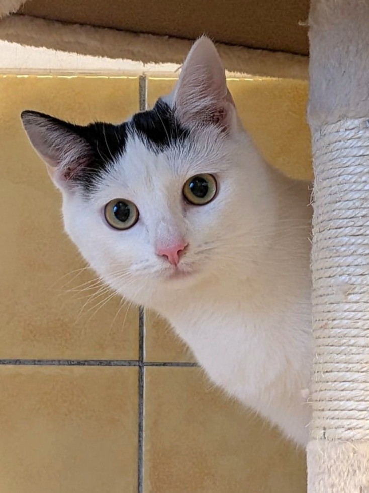 Alle unsere Katzen - Übersicht