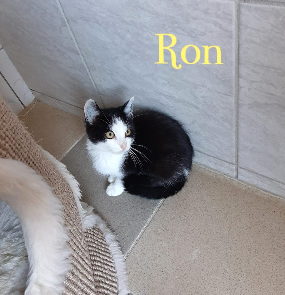 Ron (Freigänger)
