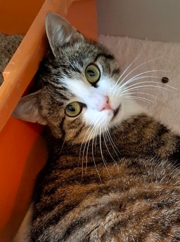 Alle unsere Katzen - Übersicht