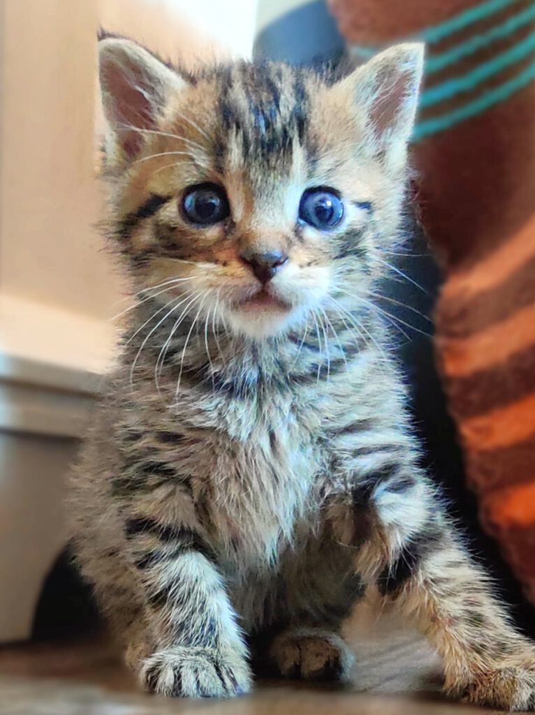 Alle unsere Katzen - Übersicht