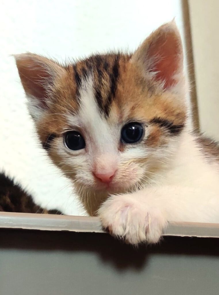Alle unsere Katzen - Übersicht