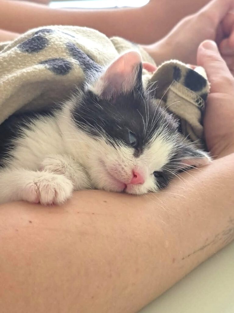Alle unsere Katzen - Übersicht