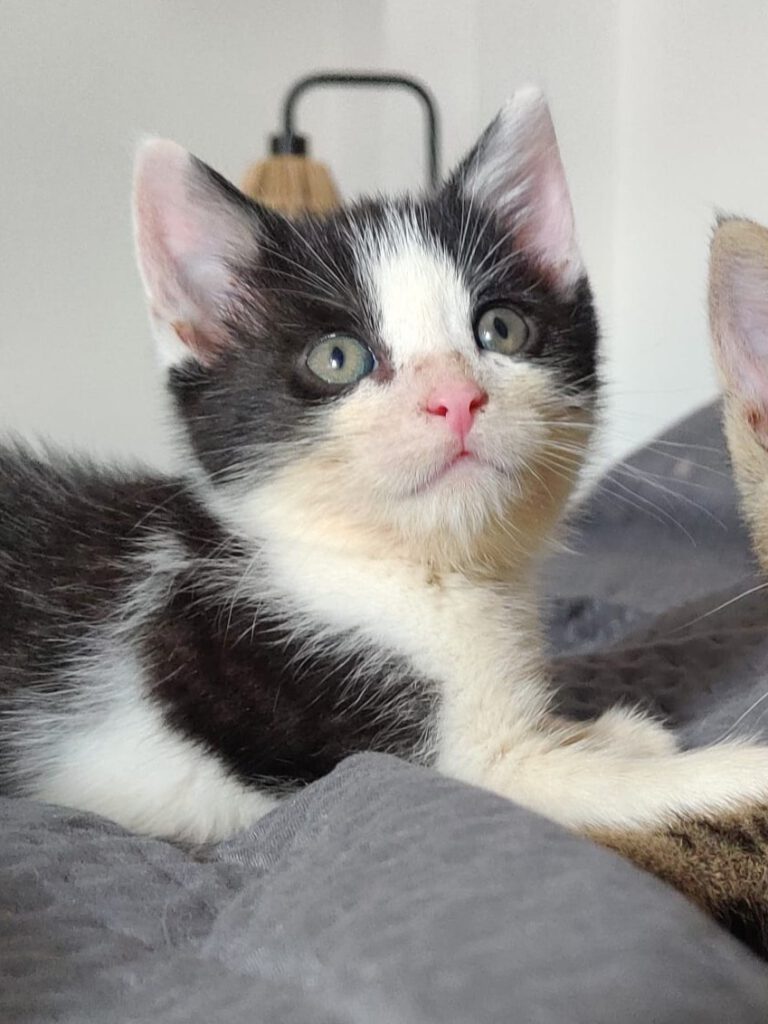 Alle unsere Katzen - Übersicht