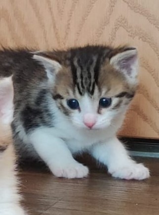 Alle unsere Katzen - Übersicht