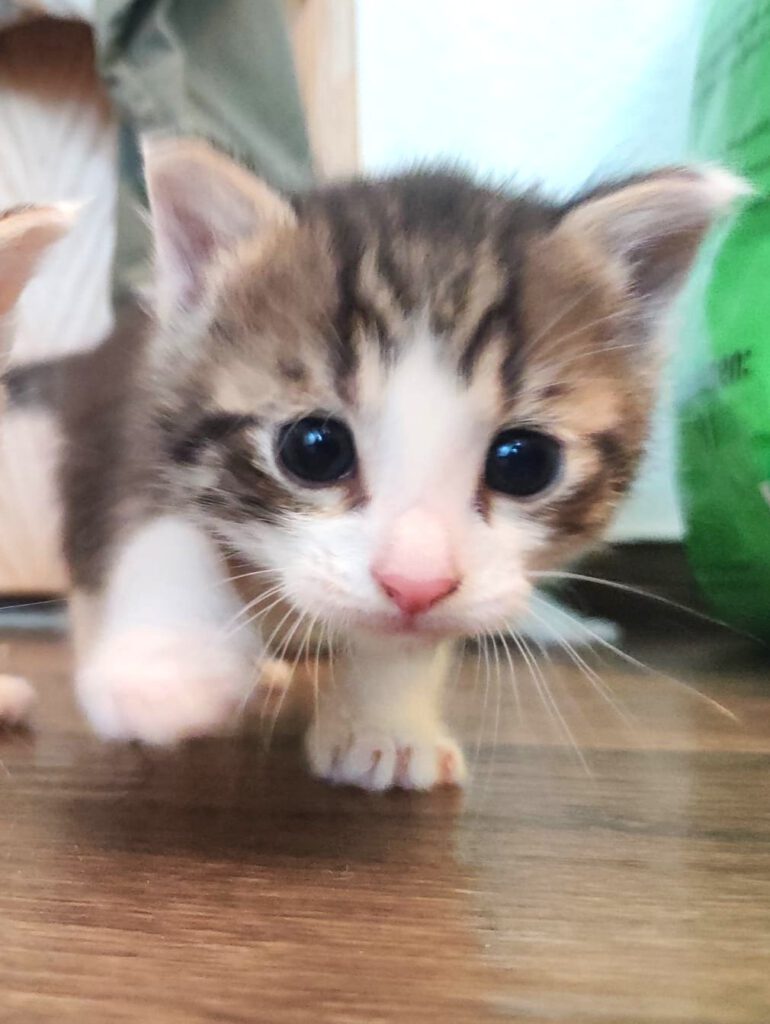Alle unsere Katzen - Übersicht