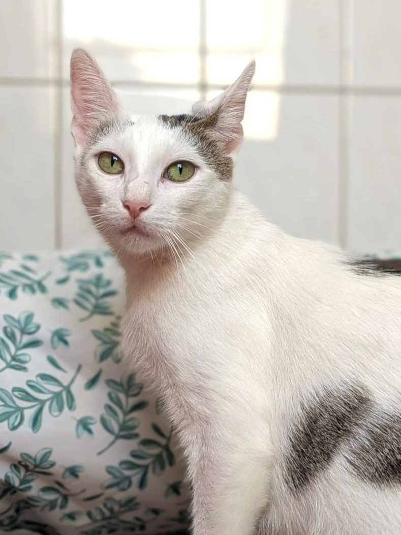 Alle unsere Katzen - Übersicht