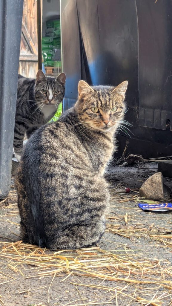 Calimero (Freigänger)