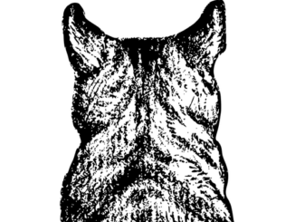 Costa (Freigänger)