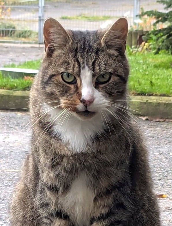 Alle unsere Katzen - Übersicht