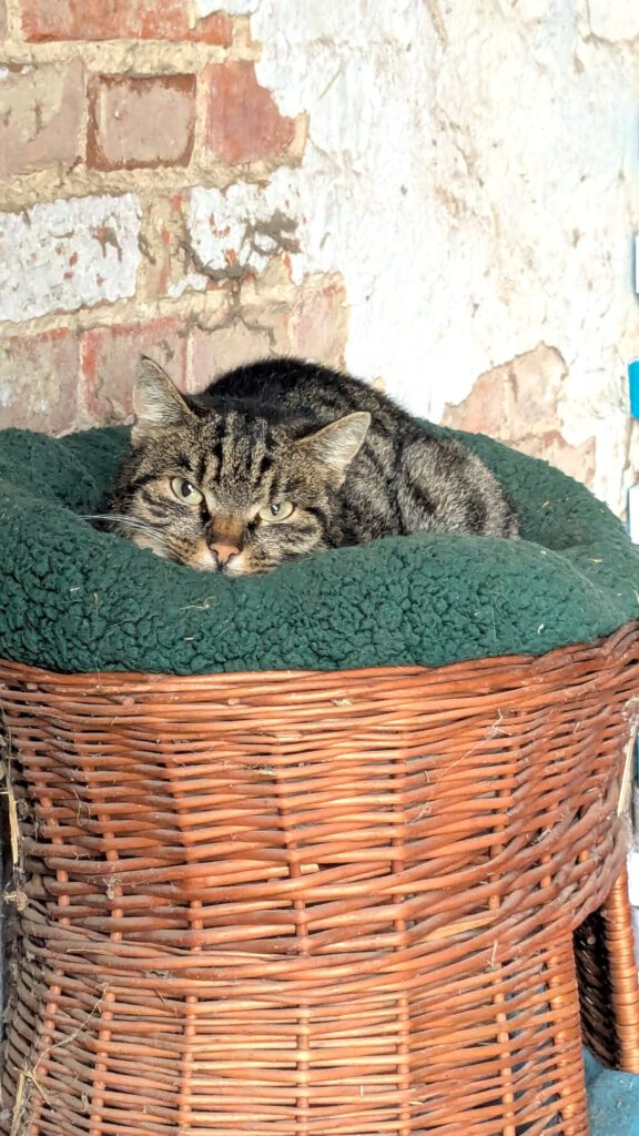 Wendy (Freigängerin)