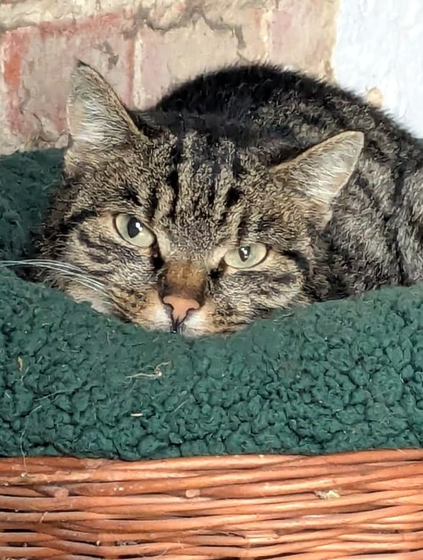 Alle unsere Katzen - Übersicht