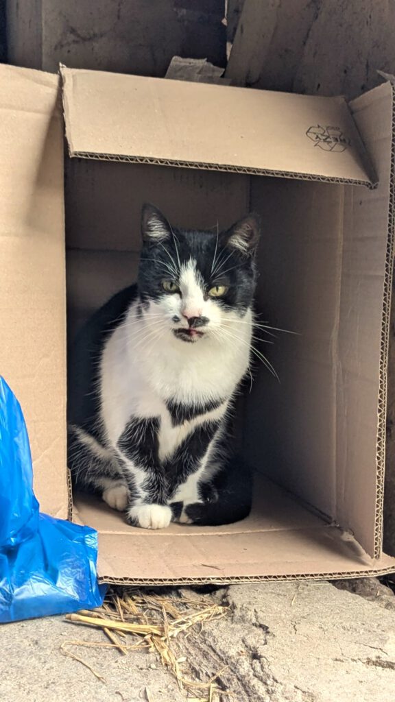 Arriba (Freigängerin)