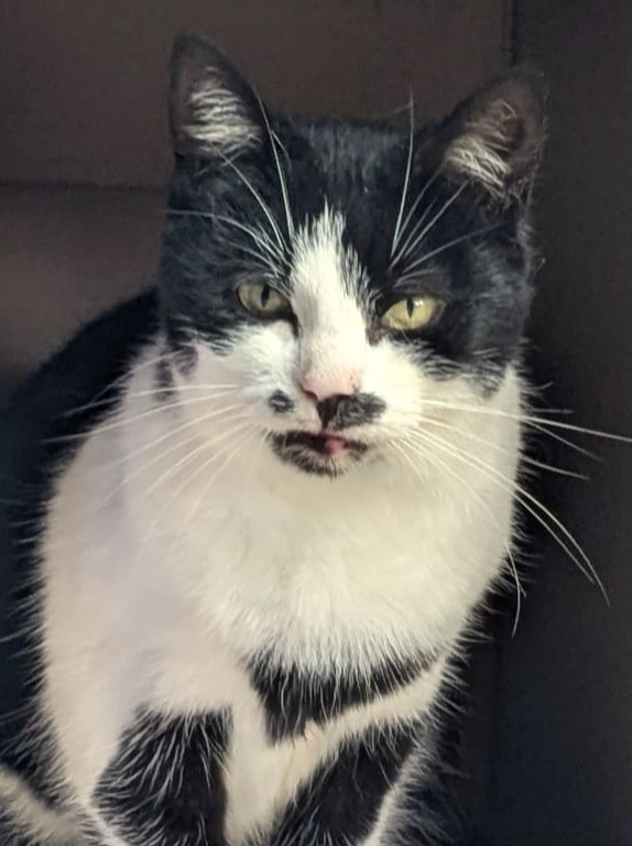 Alle unsere Katzen - Übersicht