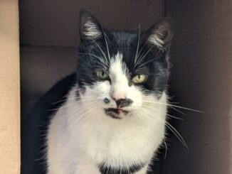 Arriba (Freigängerin)