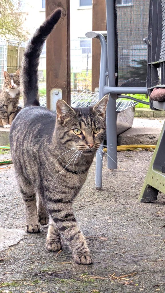 Tsatsu (Freigänger)